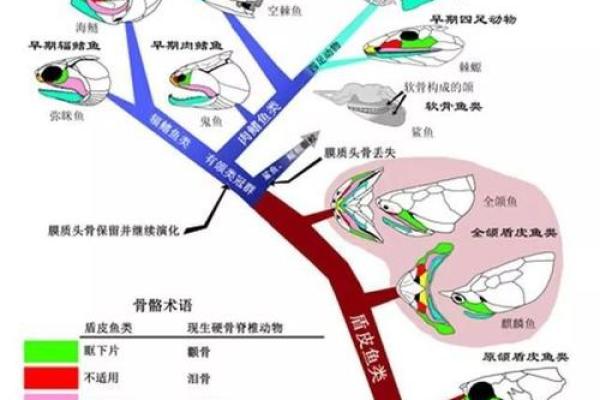 揭开吹命神官背后的动物秘密，探索文化与生命的奇妙联系