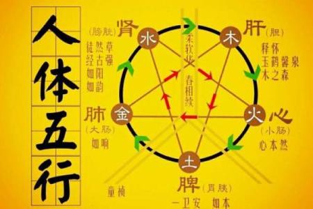 己卯年出生的人命运解析：探寻五行与生肖的神秘交融