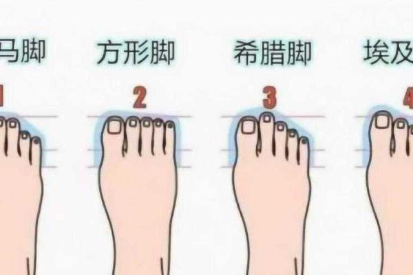 手指与命运的奥秘：揭开短脚指背后的秘密
