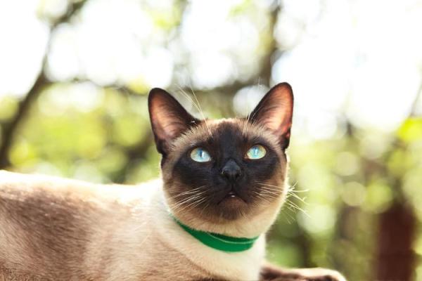 根据命格选择合适的猫狗养护之道