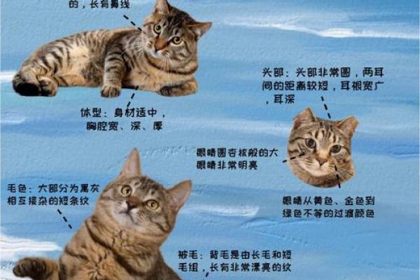 根据命格选择合适的猫狗养护之道