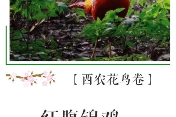 金鸡之命的色彩之选：探索适合他们的最佳颜色搭配