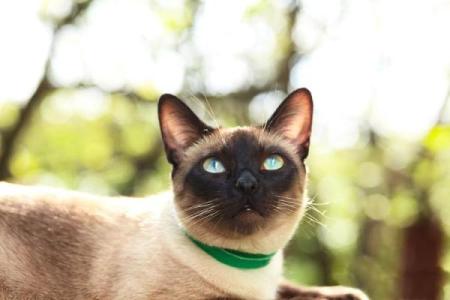 根据命格选择合适的猫狗养护之道