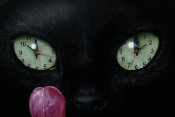神秘的九条命：探索猫咪的生存秘密