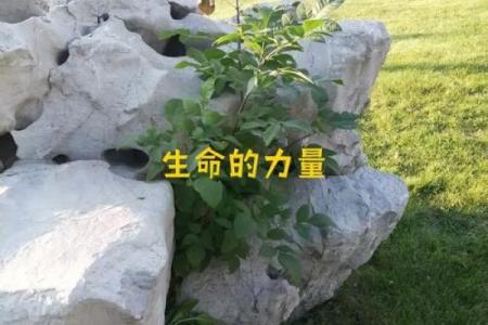 能一命抵一命的深刻启示：生命的价值与选择的意义