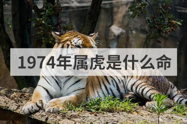 1974年男虎的命运与性格分析：何如与命匹配，成就精彩人生