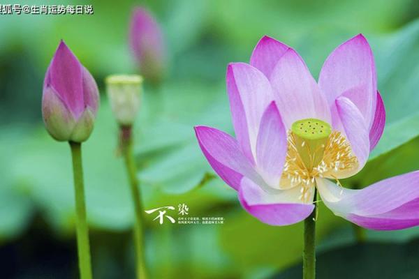64年出生的猴：火命与人生的奇妙旅程