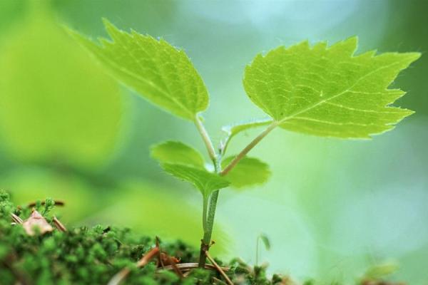 井泉水命：适合哪些植物？探索水与绿的完美结合