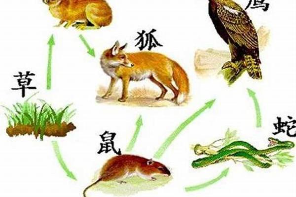 金命人的属相相冲解析：如何避开不利影响，助力运势提升