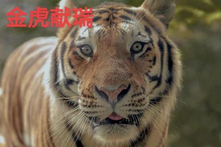 1998年虎年——命理解析与人生智慧