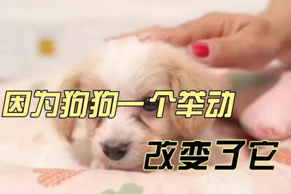 1993年出生的狗命运解析：性格特征与生活指导