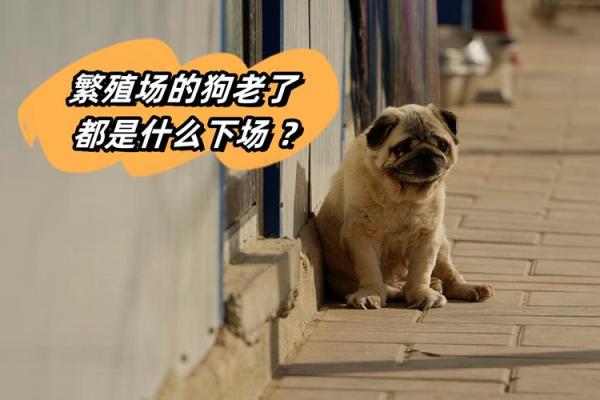1993年出生的狗命运解析：性格特征与生活指导