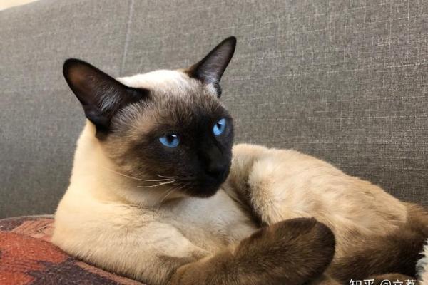 命格与养猫的完美结合：解析哪些命格最适合养猫