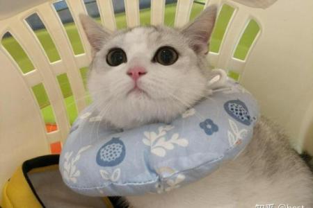 命格与养猫的完美结合：解析哪些命格最适合养猫