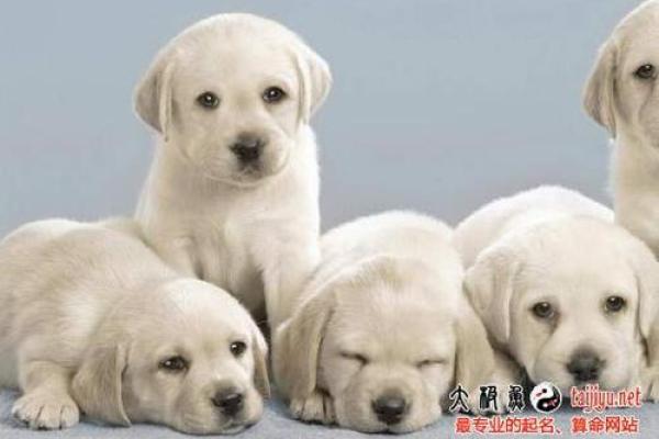 揭开狗年男宝宝的命运之谜:成长与个性的完美结合 揭开狗年男宝宝的命运之谜:成长与个性的完美结合