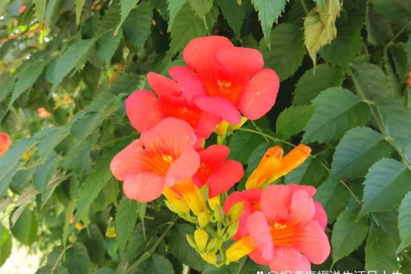 探寻女人短命背后的原因与改变命运的智慧之道