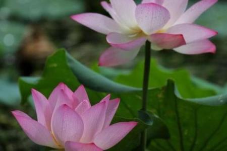 92年12月的命运启示：历经风雨，迎接华丽蜕变的生活之道