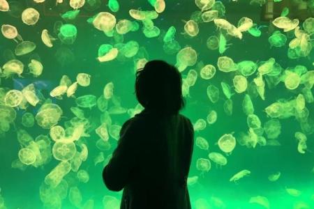 海中命：寻找适合水下生物的职业道路