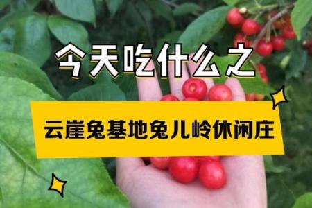 2023年，兔年运势分析：如何把握机遇，提升个人魅力与幸福感？