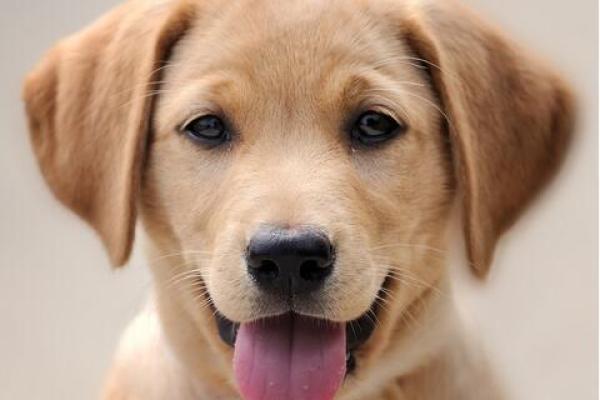 2018年属狗的命运与人生探索：如何在狗年中稳步前行？