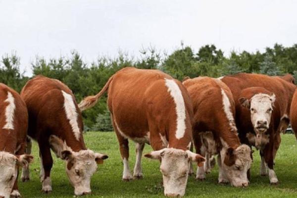 2021年属牛人的命运分析与生活指南,让你把握机会,迎接好运! 2021年属牛人的命运分析与生活指南,让你把握机会,迎接好运!