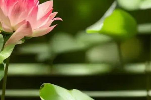 探秘男人的荷花命：如何在生活中绽放自我魅力与智慧！