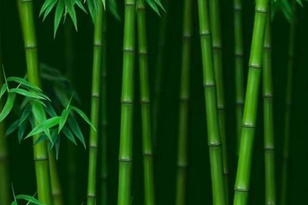 甲木命男的植物养护指南——让你的生活充满绿色气息