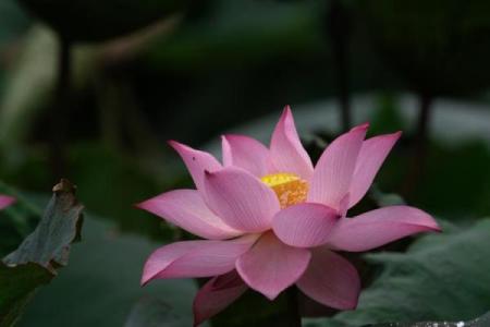探秘男人的荷花命：如何在生活中绽放自我魅力与智慧！