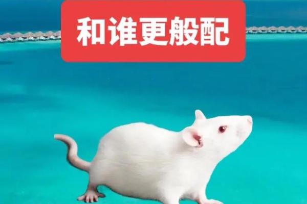 2023年属鼠人命运解析：如何把握机会实现人生突破