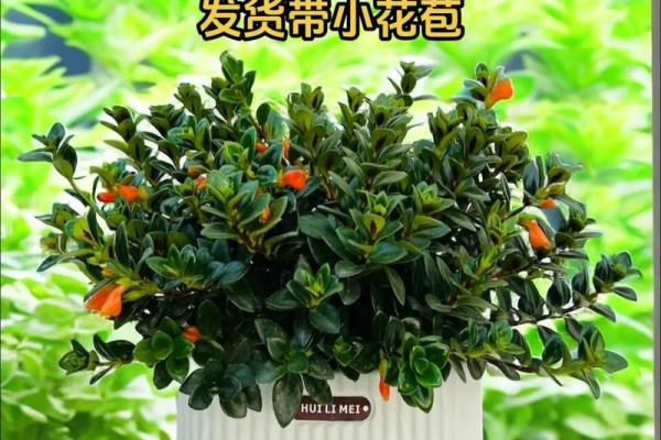金命和水命的人适合养哪些花卉？探寻花卉与命理的完美结合