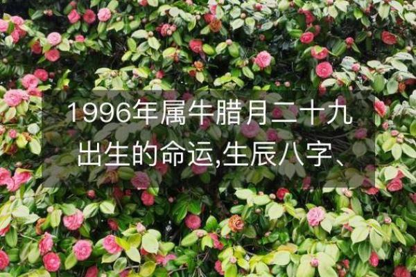 1997年出生的你，命运的精彩与挑战共存！