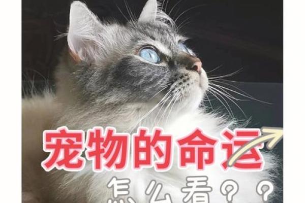 1949年属相的命运与性格解析：探索猫与狗的世界