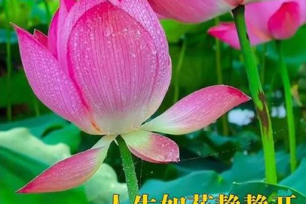 有官无印之命，揭秘命理中的深意与人生轨迹