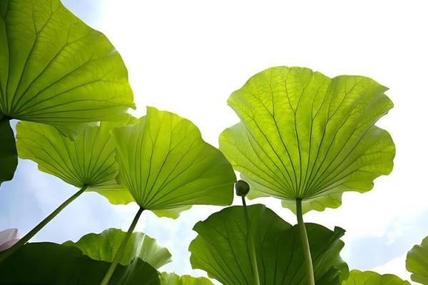 98年出生的你:属虎命理,如何趋吉避凶? 98年出生的你:属虎命理,如何趋吉避凶?