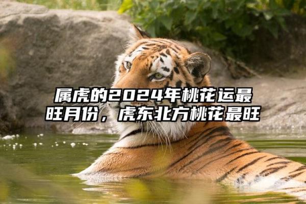 2021年属虎人命理解析：机遇与挑战的相遇之年