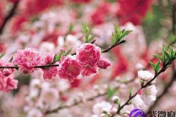 桃花命的魅力与特征：揭秘四柱中的爱情与人际关系之道