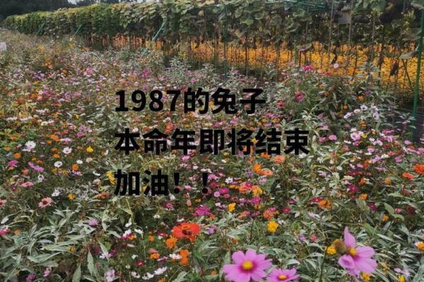 1987年正月12日出生的人命运解析与生活智慧