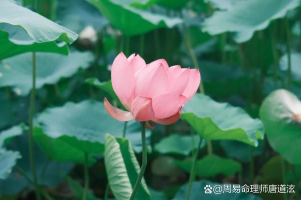 探秘命理：分命申命的奥秘与人生启示