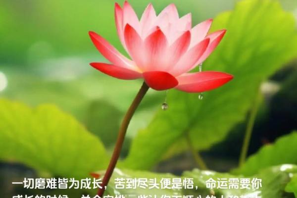 命太好的人具有什么样的命运特征?探寻好运背后的秘密! 命太好的人具有什么样的命运特征?探寻好运背后的秘密!