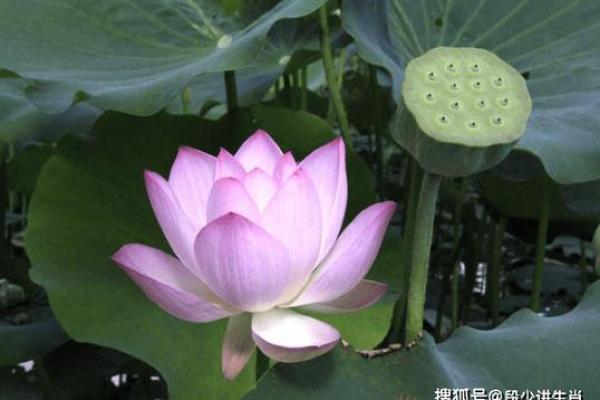 土命虎与属相合适搭配，助你运势大增！