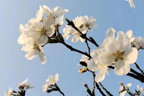 62年虎年出生人的命运与性格解析