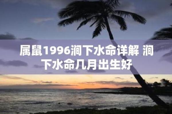 2024年属什么年？揭开鼠年之谜，探寻其命理与命运