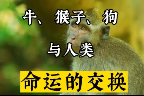 探索1954年12月27日出生之人的命运与人生意义