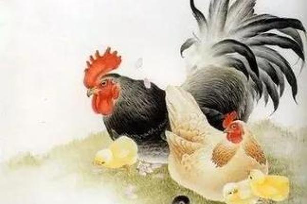 揭秘1981年出生属鸡人的命运与性格魅力
