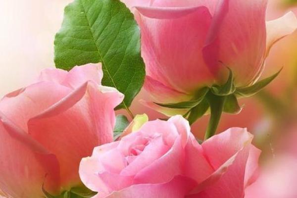 金命与火命的花卉选择：如何通过花卉养生提升运势