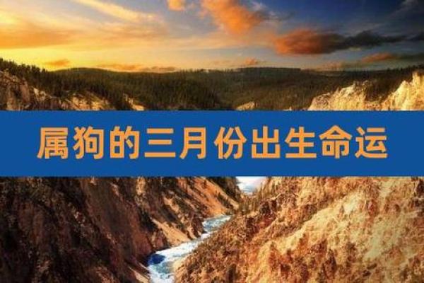 2017年属狗人的命运解析：如何在生活中把握机遇与挑战