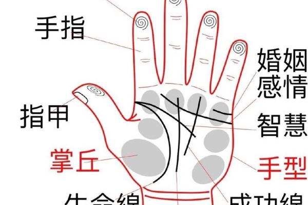 通过手指探秘命格：看你的命运如何被指尖所书写！