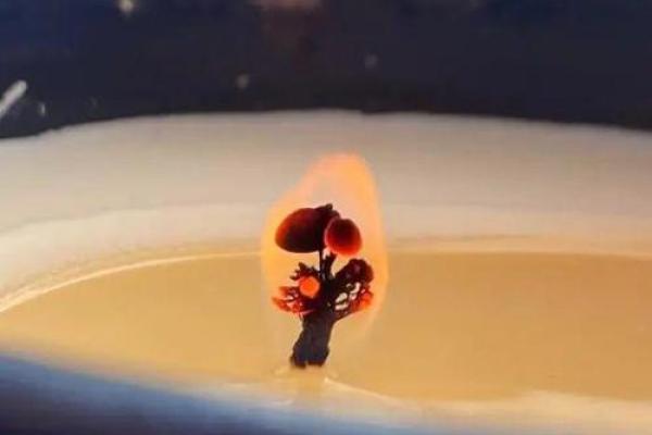 什么命的人适合赌博？看完让你大开眼界！