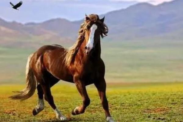 90年属马的命理特点与人生运势分析