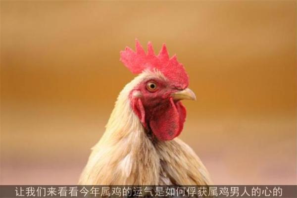 解密属鸡人的命理：45岁鸡年如何运势逆袭